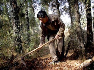 Yunnan raccolta tartufo