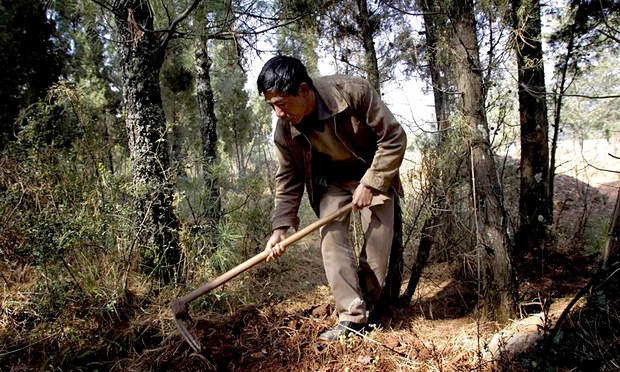 Yunnan raccolta tartufo